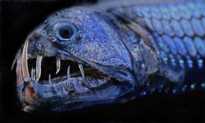 Особенности глубоководных рыб