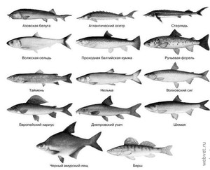 Разновидности промысловых рыб