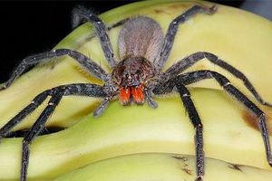 Странствующий бразильский паук - как отличить