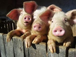 Содержание и разведение свиней