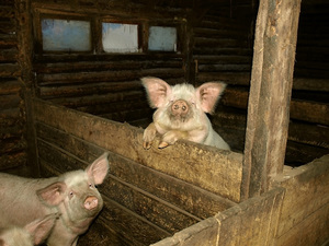 Домашние свиньи 