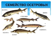 Особенности осетровых рыб