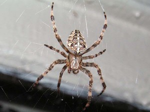 Характеристика пауков