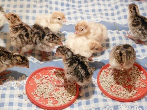 Описание рациона и режима кормления цыплят индюков