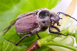 Чем могут питаться майские жуки