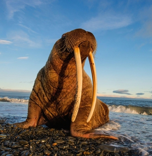 Места обитания и особенности поведения моржей