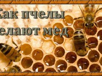 Пчелиный мед – как получается лакомство
