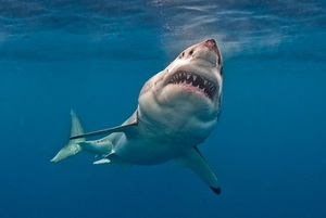 Характеристика большой белой акулы