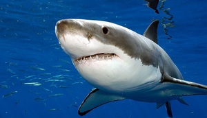 Описание большой белой акулы кархародон