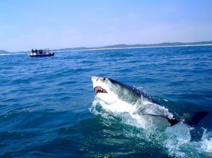 Ареал обитания больших белых акул