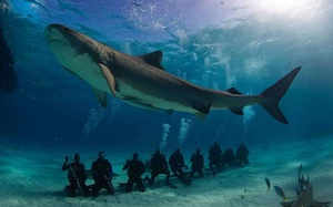 Вес и длина больших белых акул