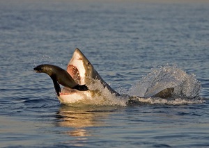 Рацион и особенности питания больших белых акул