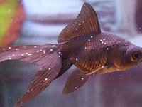Описание болезней аквариумных рыб