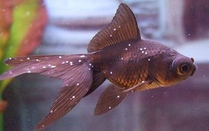 Описание болезней аквариумных рыб