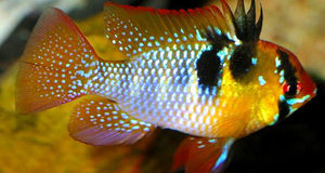 Разноцветная рыбка Апистограмма рамирези