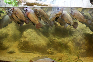 Как определить, что рыбам не хватает кислорода