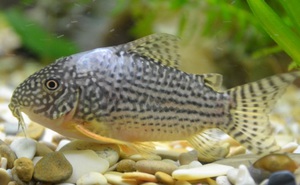 Симптомы белокожия аквариумной рыбы