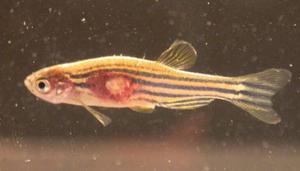 Признаки развития язвенной болезни аквариумных рыб