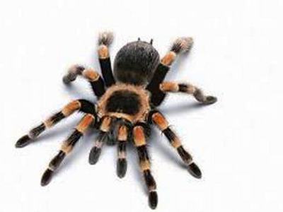 Сколько лап у паука, разница между ногами и конечностями