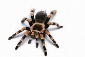 Сколько пар лап у паука, сколько конечностей у паукообразных?