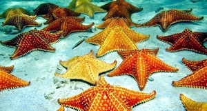 Питание рыбы-шара - морские звёзды