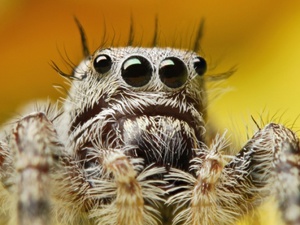 Почему у насекомых 6 ног, а у паука - 8