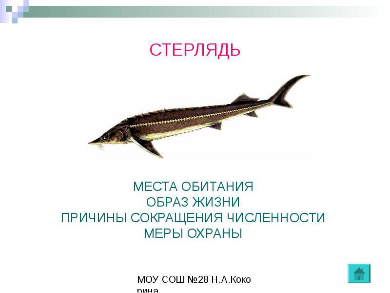 Стерлядь- осетровые  рыбы