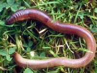 Дождевой червь: роль в природе