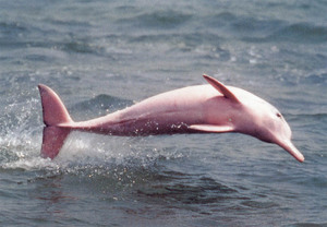 Внешний вид розового дельфина