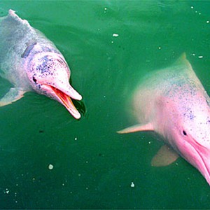 Дельфин розового цвета