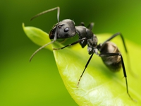 Виды муравьев