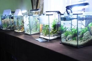 Домашние мини-аквариумы на конкурсе