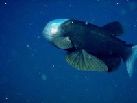 Малоротая макропинна — интересная рыбка