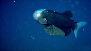 Малоротая макропинна — интересная рыбка