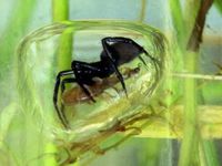 Водяной паук - особенности и образ жизни