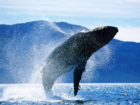 Голубой кит-места обитания