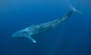 Синий кит-описание