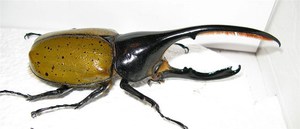 Самый большой жук жук-геркулес