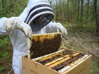 С чего начать пчеловодство