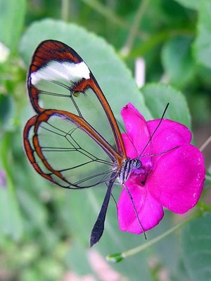 Самые красивые бабочки