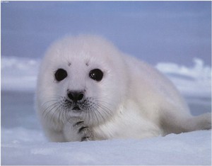 Шерстяной детёныш тюленя