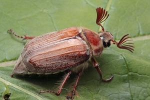 Чем питаются майские жуки