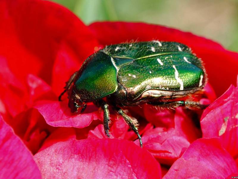 Зеленый жук на красном цветке