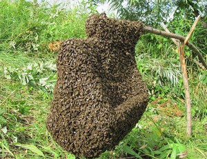Как отловить рой пчел