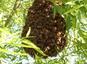 Как можно контролировать пчел