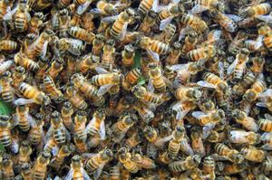 Как отловить рой пчел