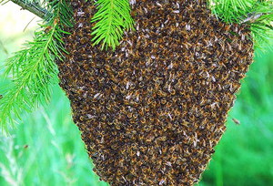 Как происходит роение пчел