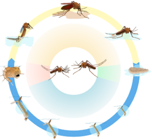 Как узнать самку и самца комара