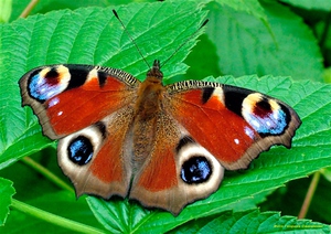 Чем накормить бабочку в домашних условиях – павлиний глаз дневной