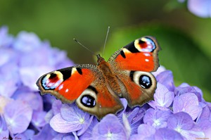 Бабочка павлиний глаз: особенности и характеристика